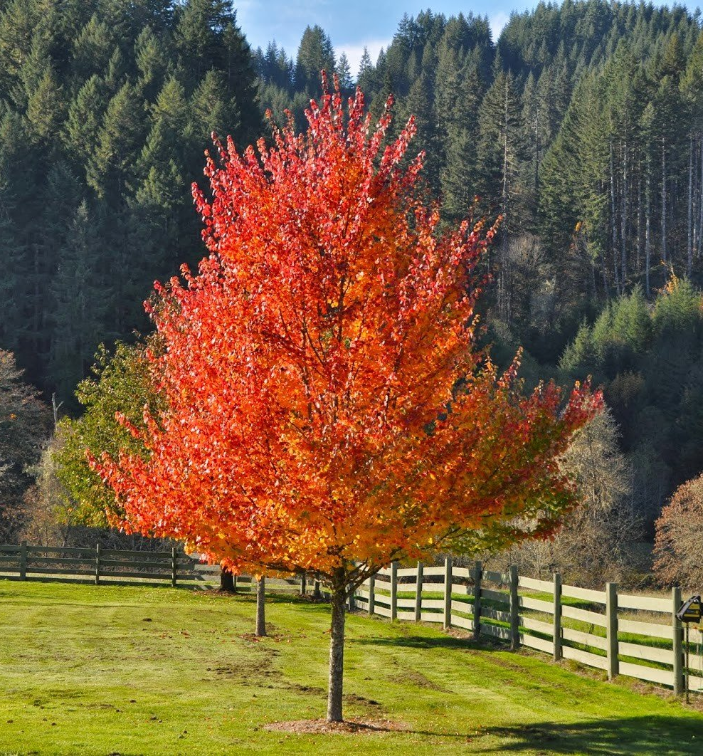 Trees for Fall Planting