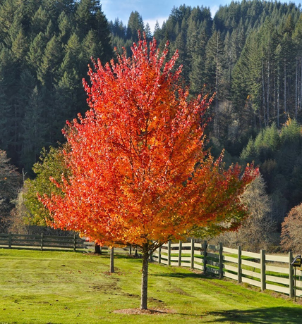 Trees for Fall Planting