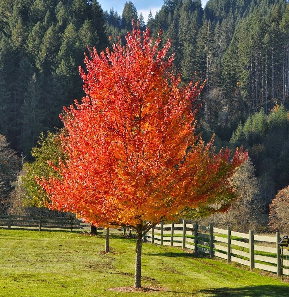 Trees for Fall Planting