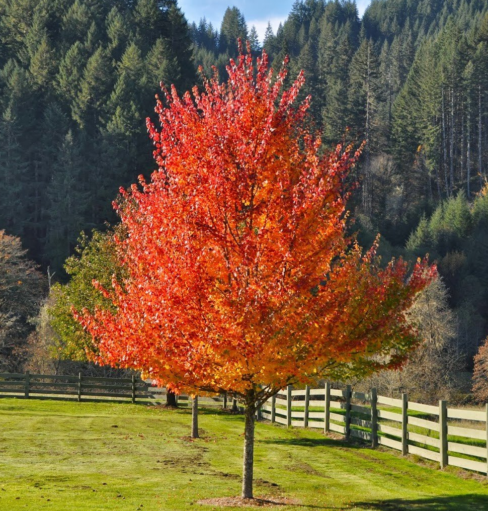 Trees for fall planting