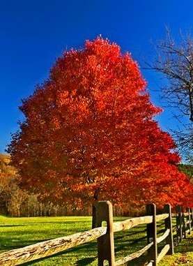 Acer October Glory Maple Tree