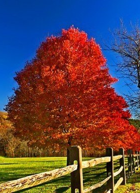 Autumn Blaze Maple - Trees - Nolt's Garden Center