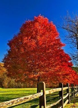 Acer October Glory Red Maple