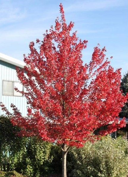 Acer Red Pointe Maple Tree