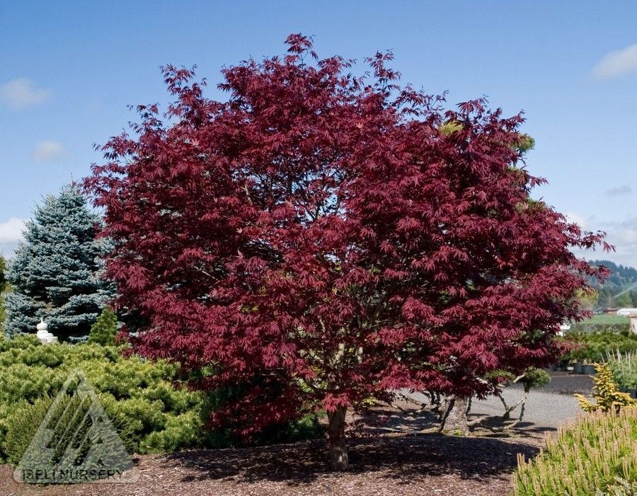 Acer palmatum Fireglow Japanese Maple Tree for sale in Lebanon