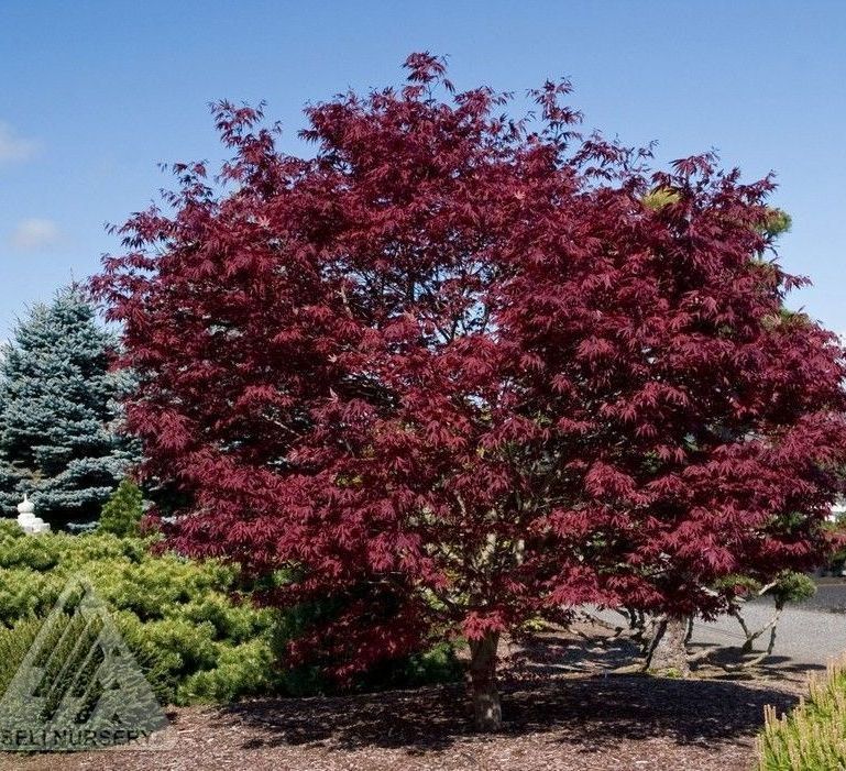 Acer Palmatum Fireglow Japanese Maple Tree for sale in Lebanon