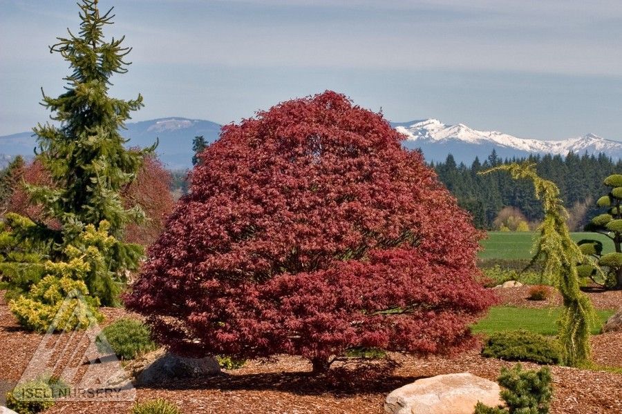 Acer Palmatum Rhode Island Red Japanese Maple Tree for sale in Lebanon