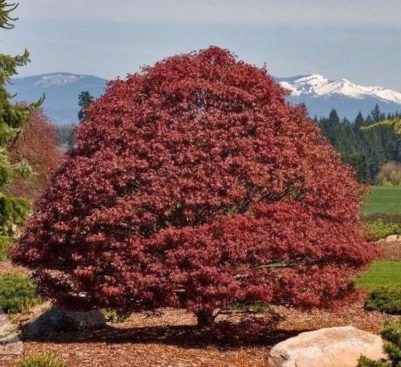 Acer Rhode Island Red Japanese Maple Tree