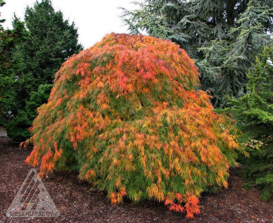 Acer Palmatum Viridis Japanese Maple Laceleaf Tree for sale in Lebanon