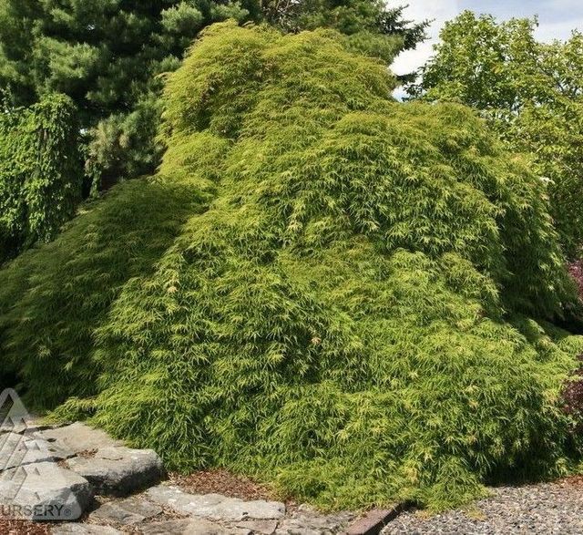 Viridis Japanese Maple - Trees - Nolt's Garden Center