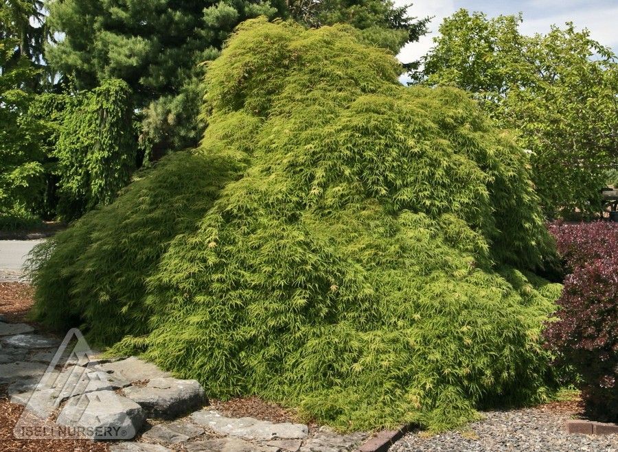 Acer Palmatum Viridis Japanese Maple Laceleaf Tree for sale in Lebanon