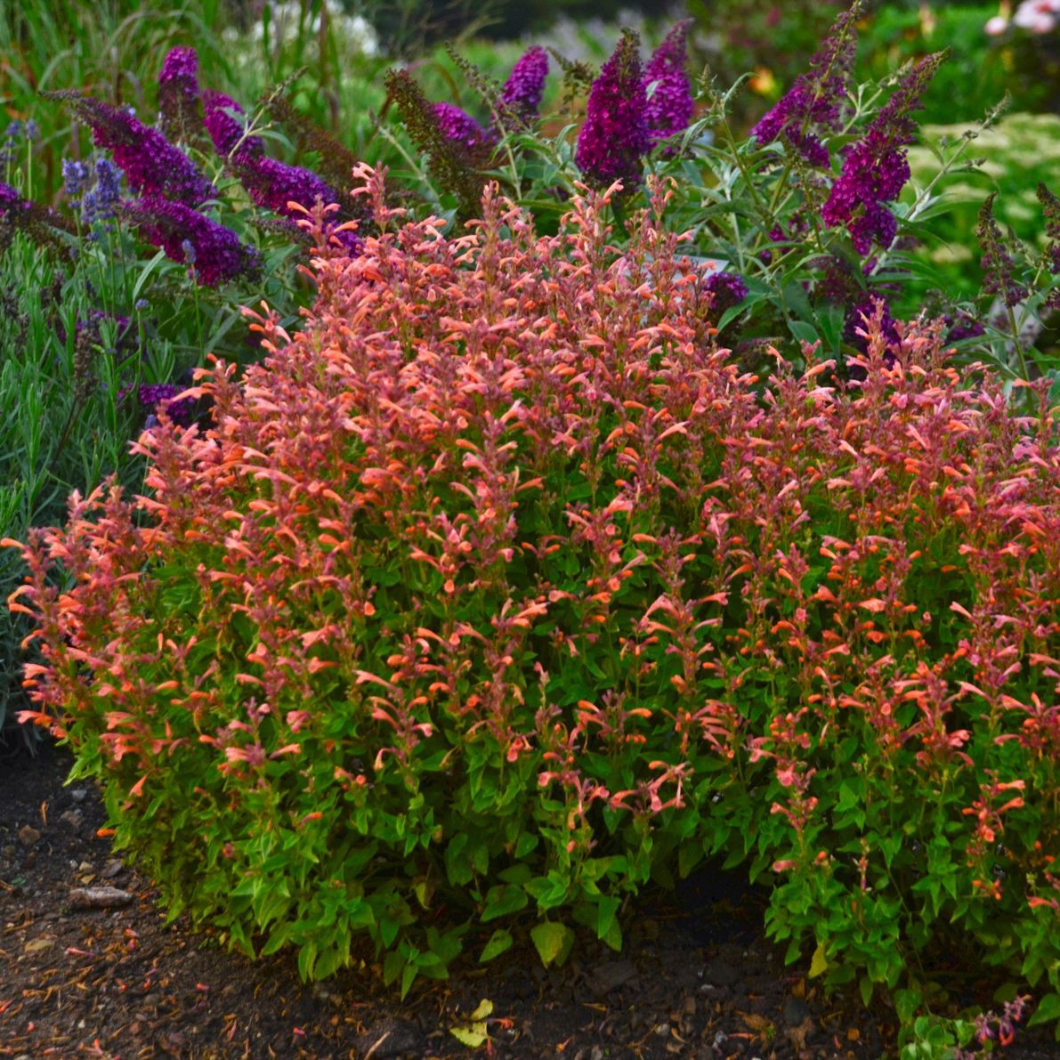 Agastache Mango Tango Hummingbird Mint perennial for sale in Lebanon