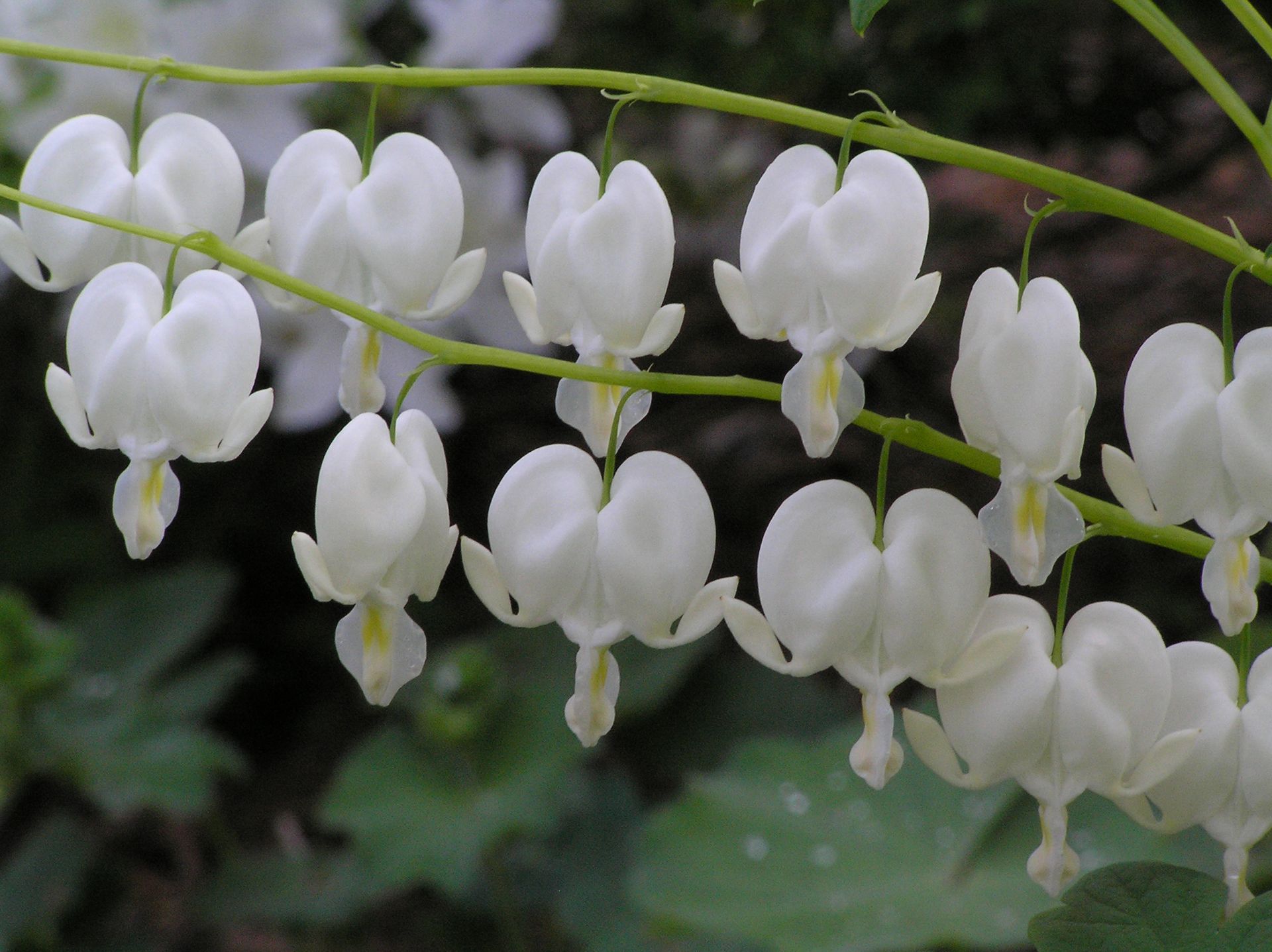 White Alba Bleeding Heart perennial for sale in Lebanon