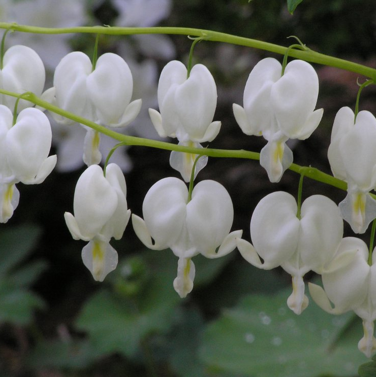 Dicentra spectabilis bleeding hearts white alba perennials