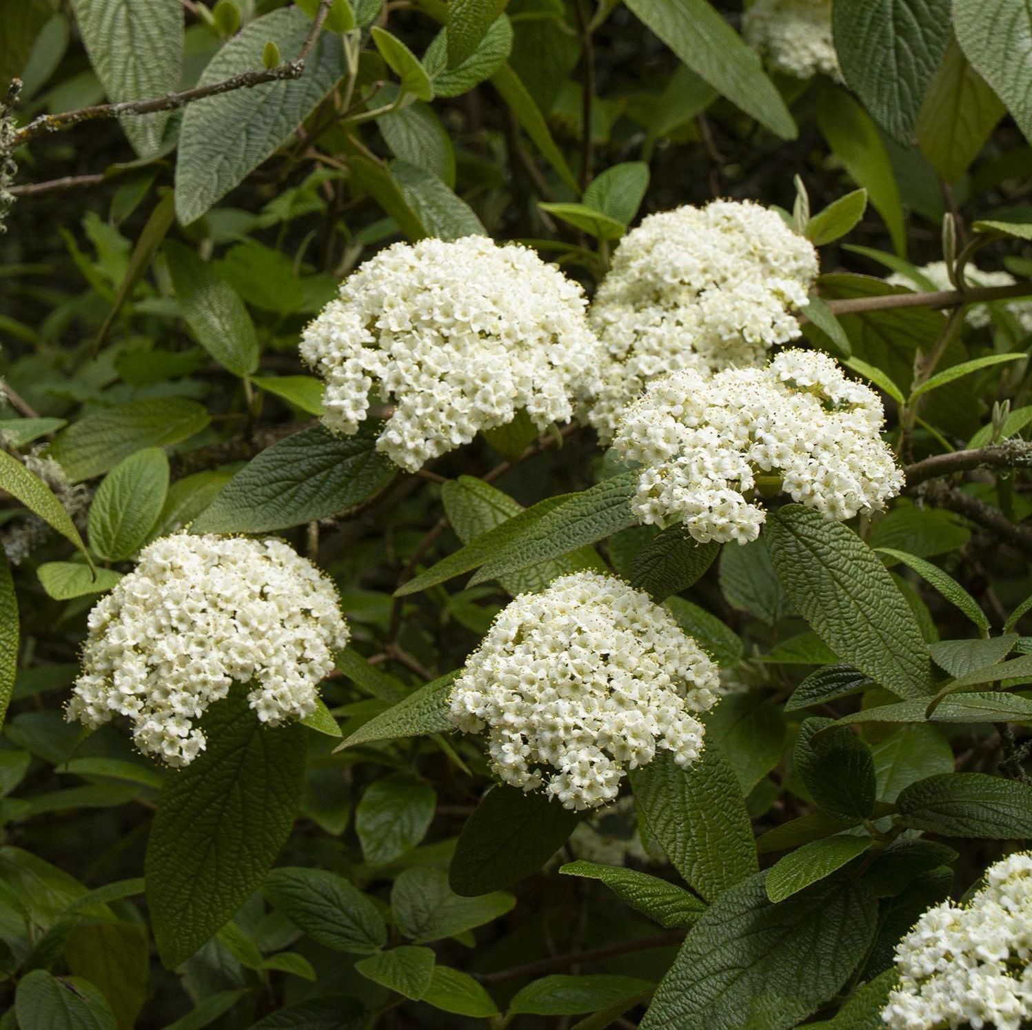 alleghany viburnum shrub flowering bush for sale in lebanon