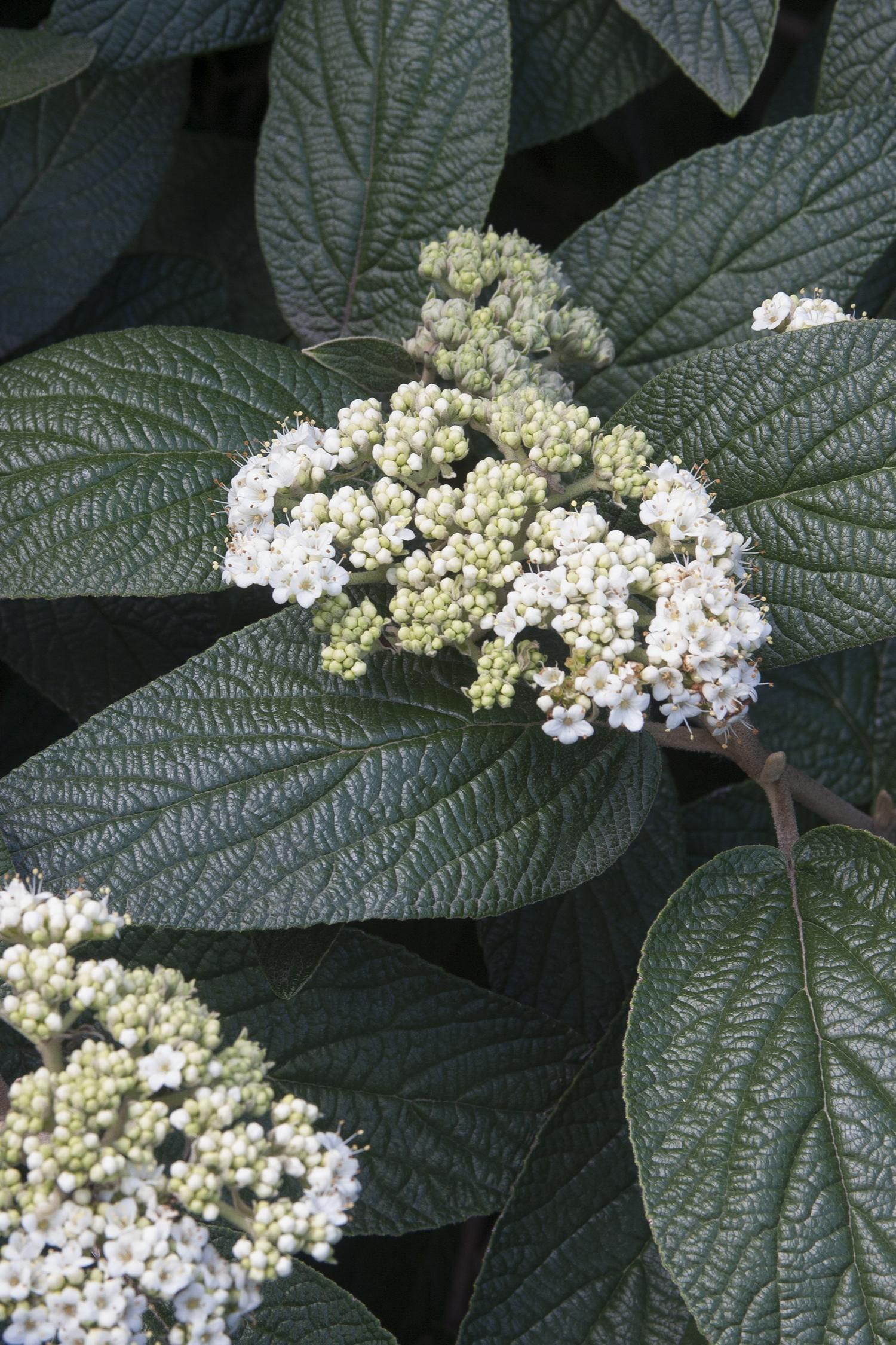 alleghany viburnum shrub flowering bush for sale in Lebanon