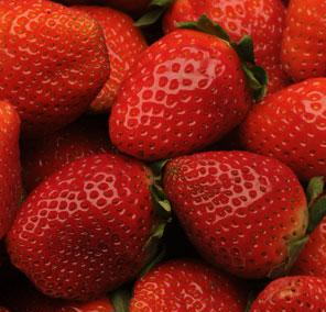 Allstar Strawberry Plants for sale in Lebanon