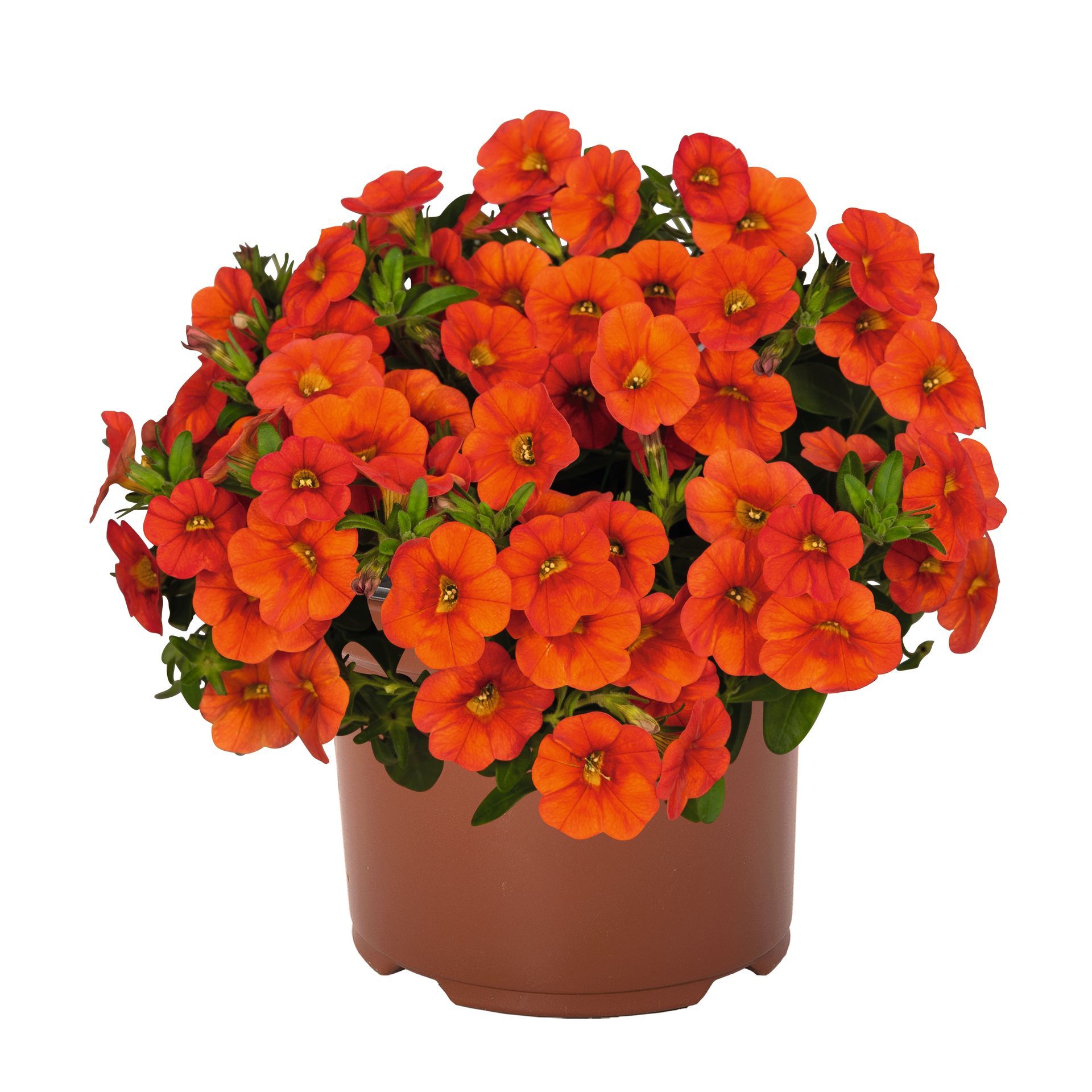 Calibrachoa Hot Orange flower for sale in Lebanon PA