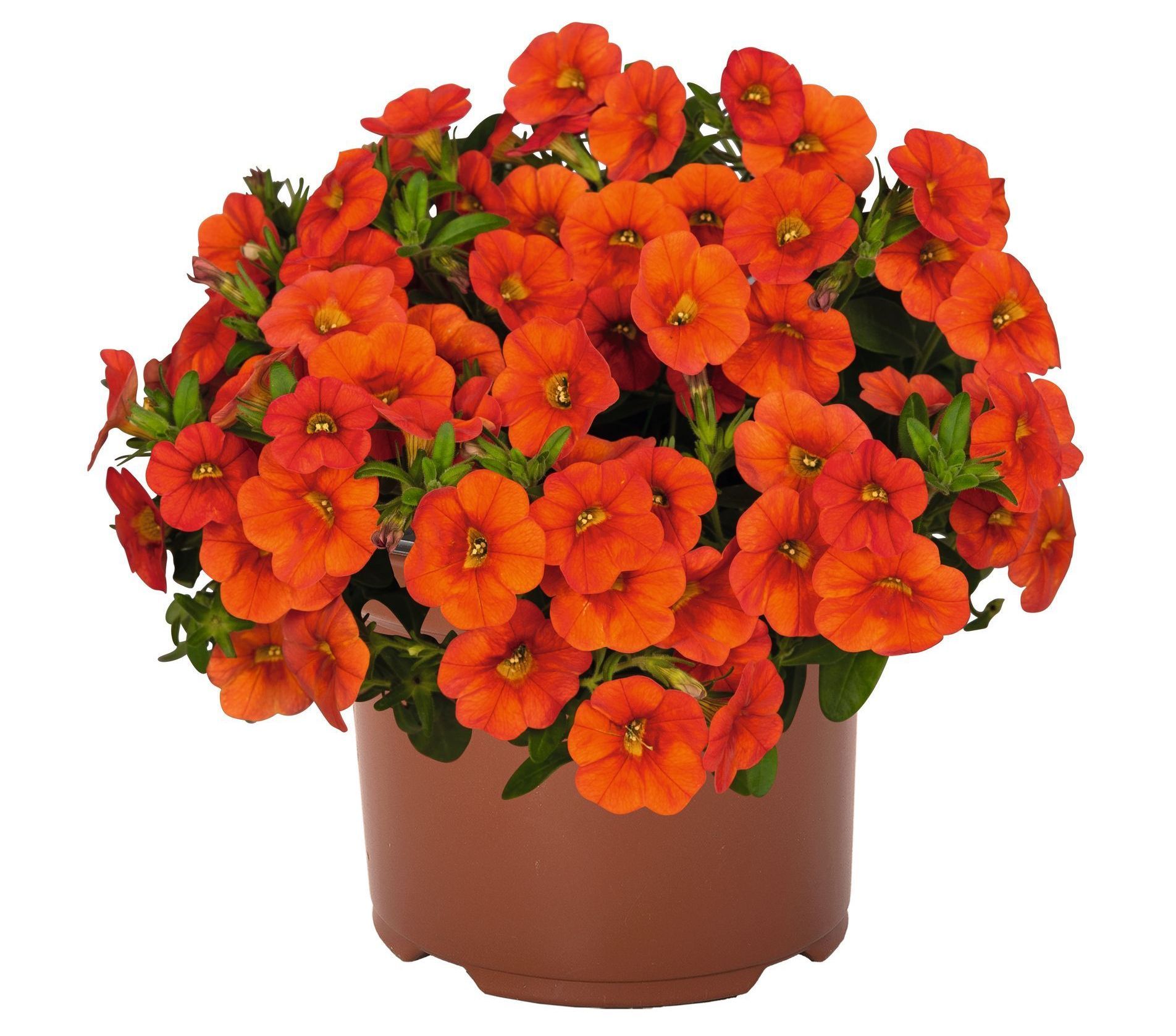 Calibrachoa Hot Orange flower for sale in Lebanon PA