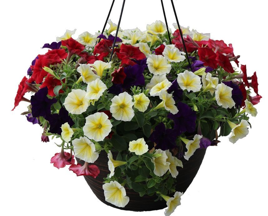 Petunia Mix Hanging Basket Flowers for sale in Lebanon PA