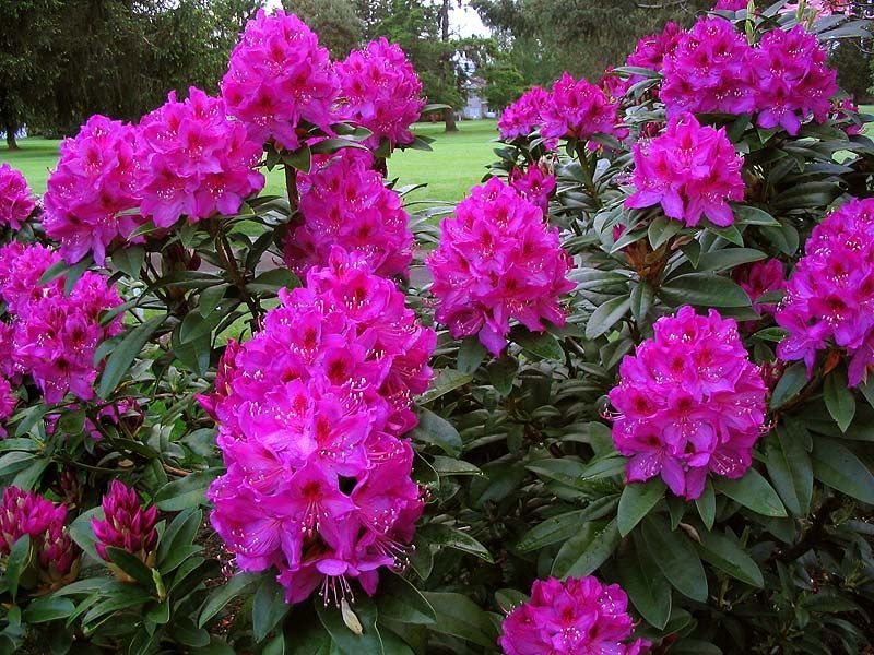 Anah Kruschke Rhododendron shrub flowering bush for sale in Lebanon