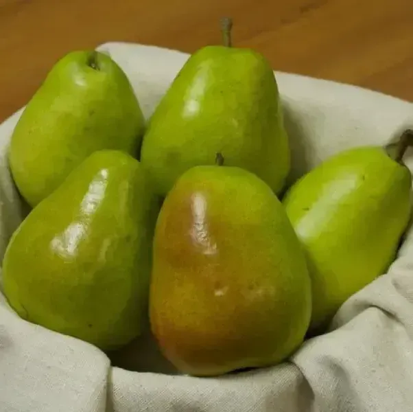 Anjou Pear tree fruit tree for sale in Lebanon