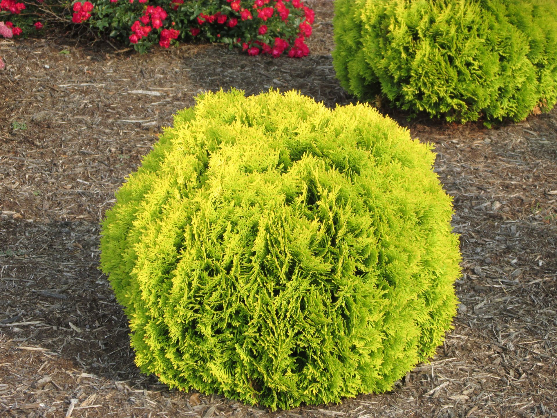 Anna's Magic Ball Arborvitae - Nolt’s Garden Center