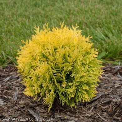 anna's magic ball shrub bush dwarf arborvitae evergreen Thuja occidentalis