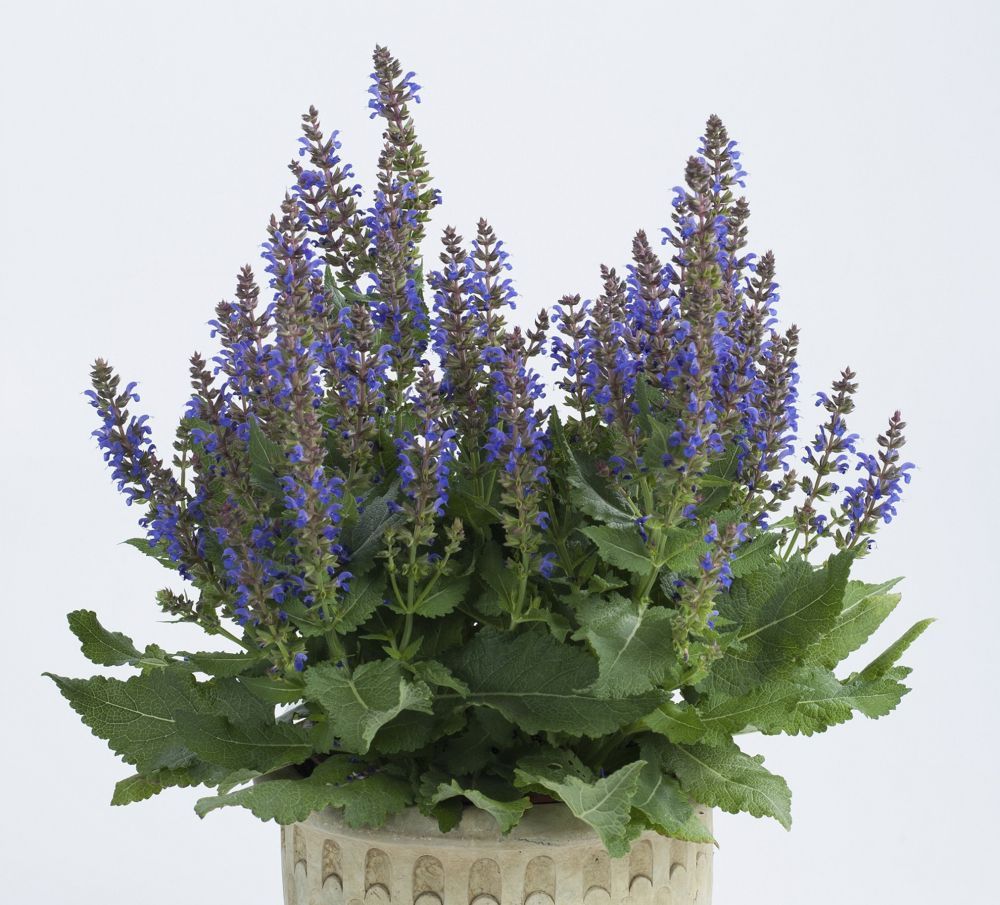 April Night Salvia perennial for sale in Lebanon