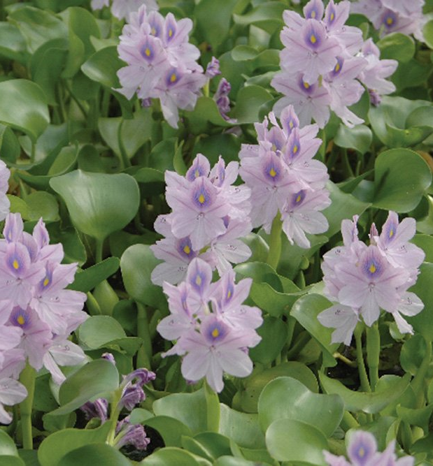 floating pond plant Hyacinths for sale in Lebanon PA
