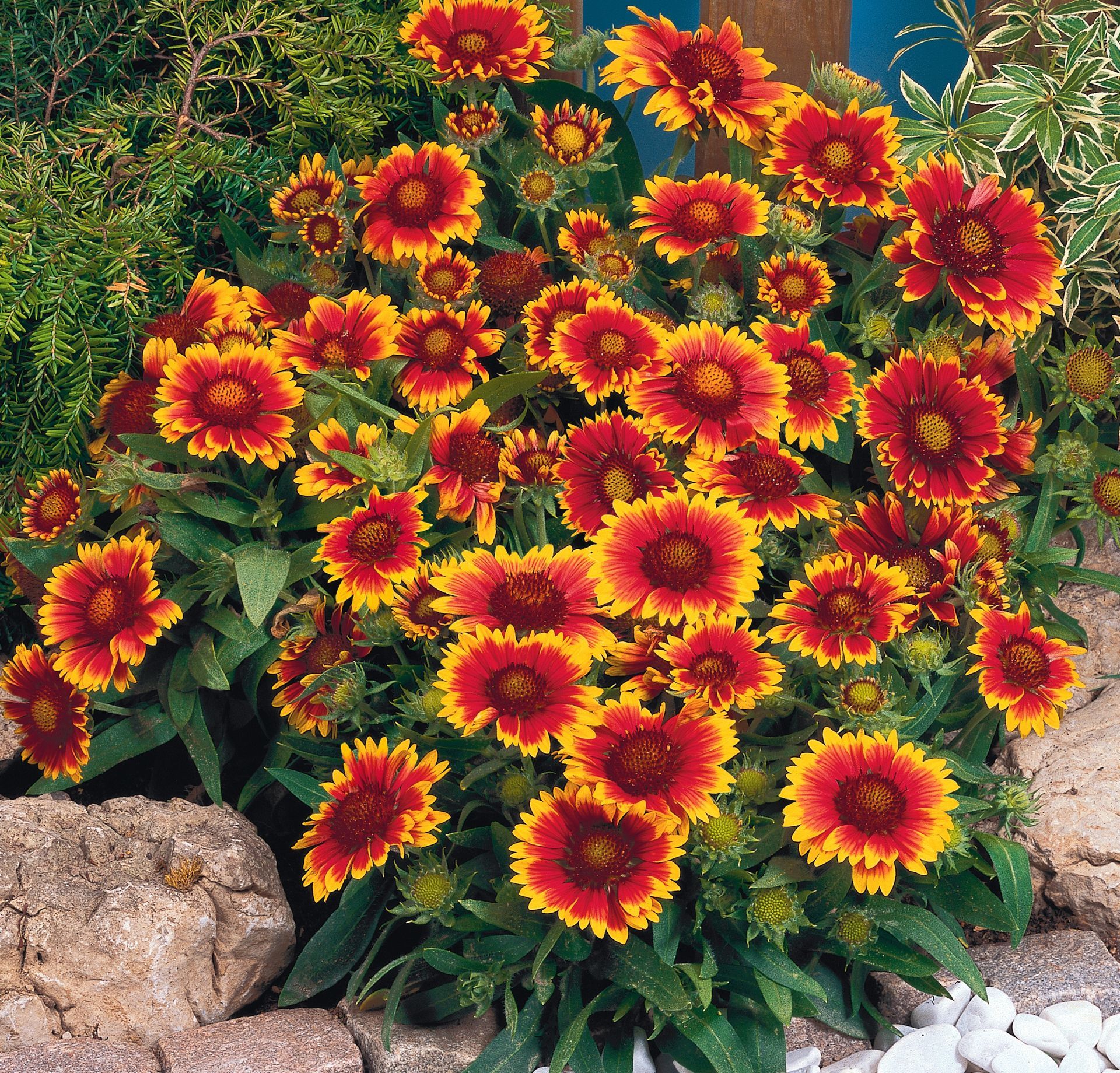Gaillardia Arizona Sun Blanket Flower perennial for sale in Lebanon