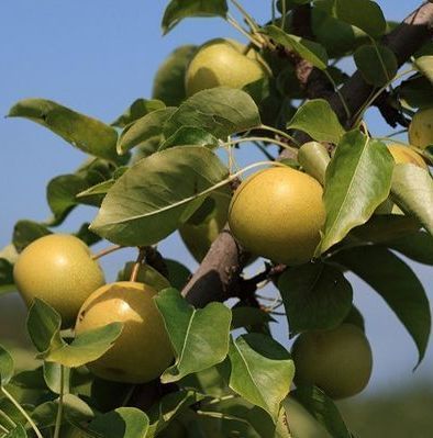 Asian Shinseiki Pear tree fruit tree for sale in Lebanon