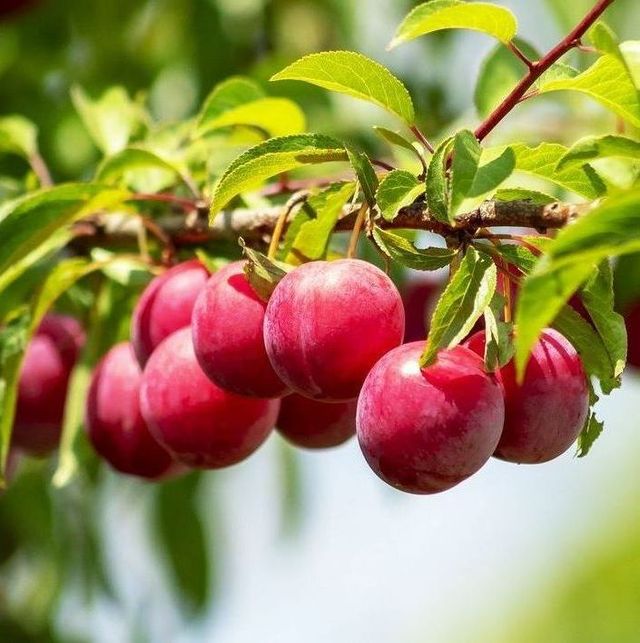 Fruit Trees - The Nursery - Nolt's Garden Center