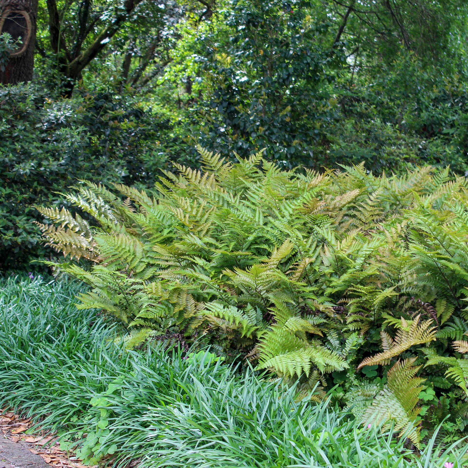 Dryopteris Erythrosora Autumn Brilliance Fern perennial for sale in Lebanon