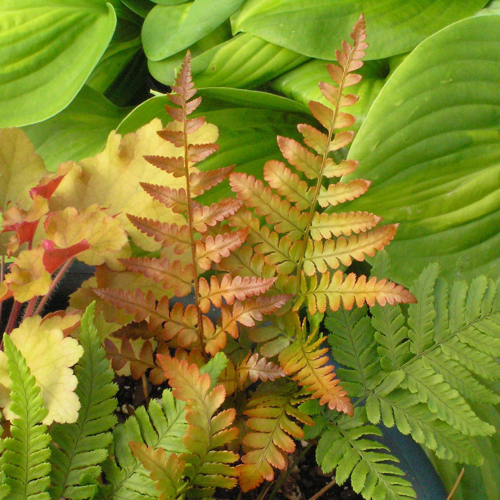 Dryopteris Erythrosora Autumn Brilliance Fern perennial for sale in Lebanon