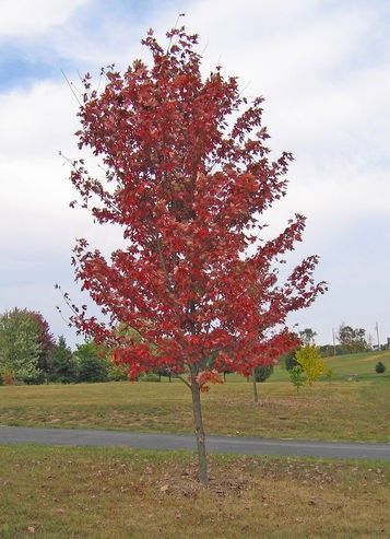Acer Autumn Blaze Maple