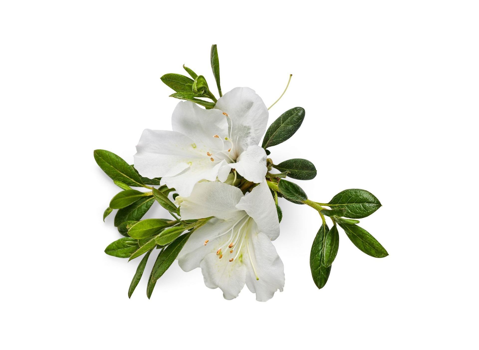 Delaware Valley White Azalea bush traditional flowering shrub for sale in Lebanon
