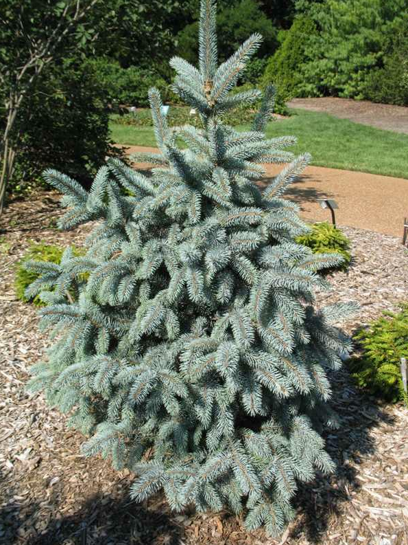 Picea pungens Baby Blue Spruce shrub evergreen bush for sale in Lebanon