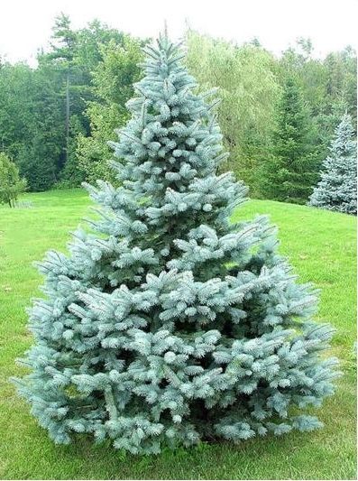Picea pungens Baby Blue Spruce shrub evergreen bush for sale in Lebanon