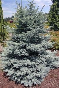 Picea Pungens Baby Blue Spruce