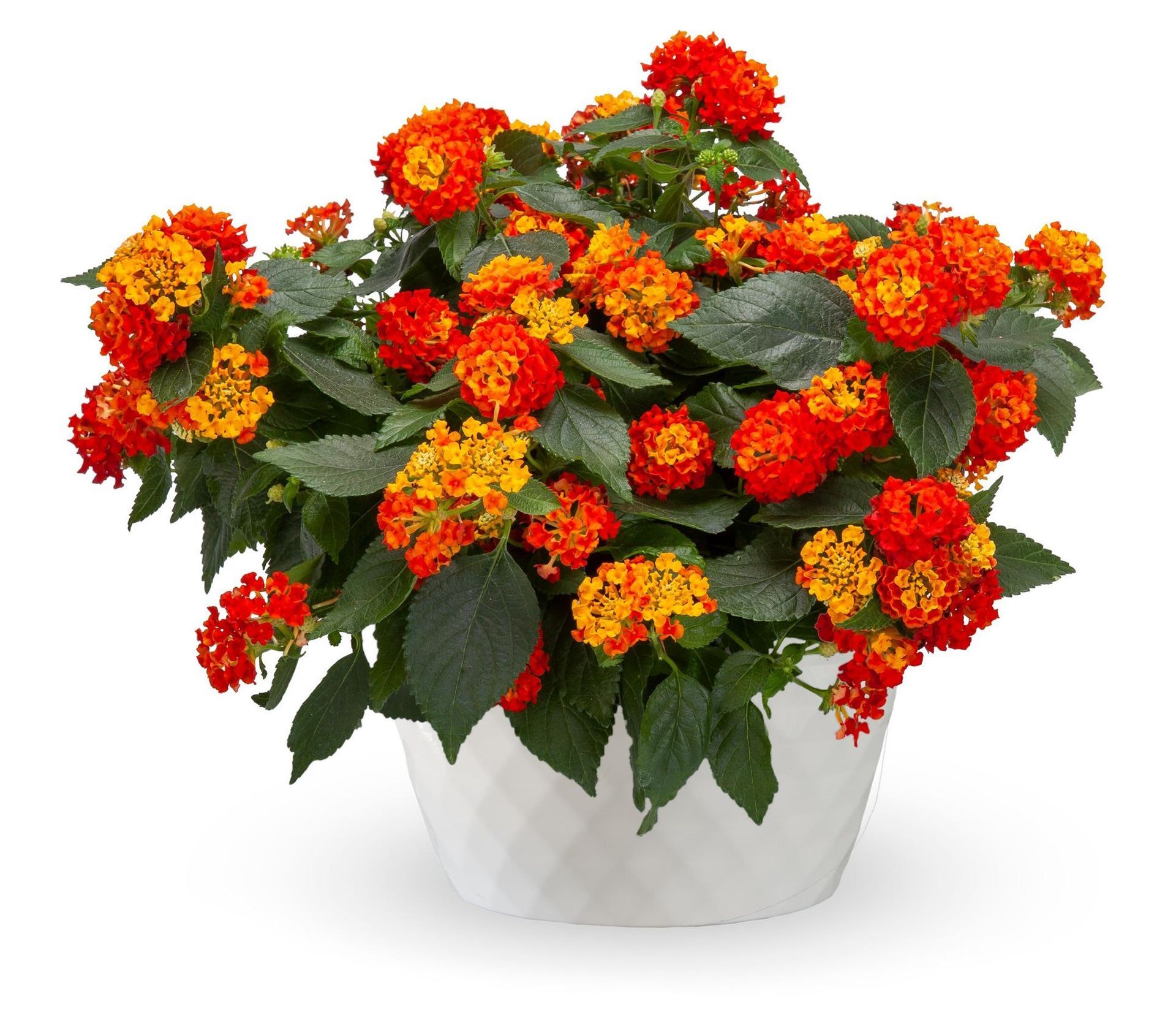 Lantana Red Chili flower for sale in Lebanon PA