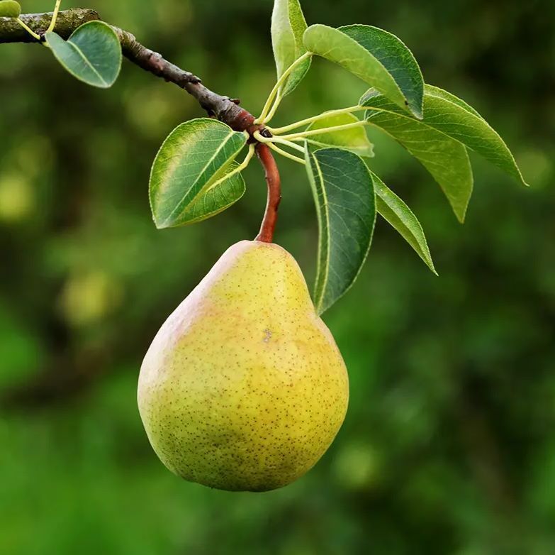 Bartlett Pear Tree Fruit Tree for sale in Lebanon