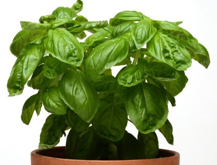 Sweet Green Basil Plants for sale in Lebanon PA