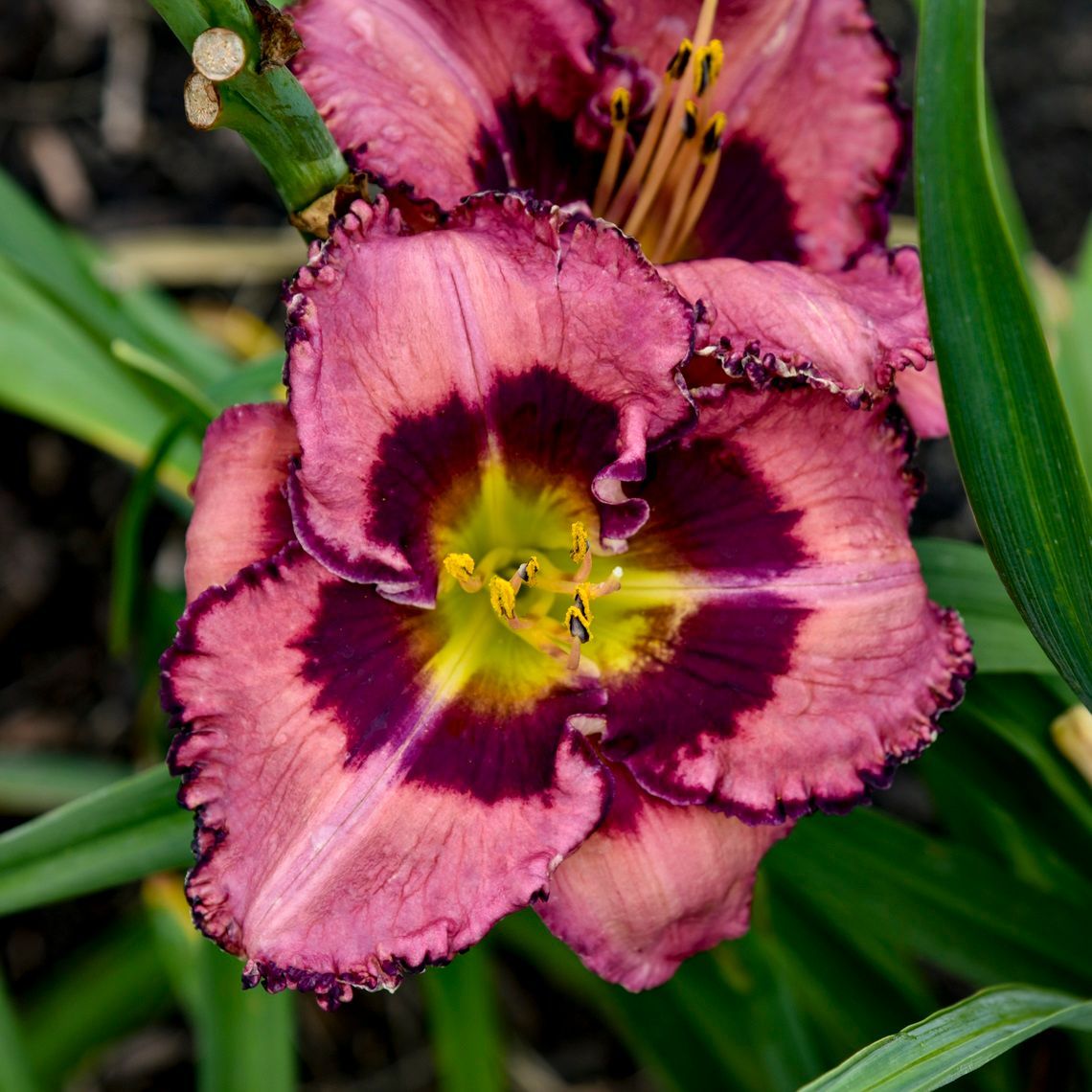 Hemerocallis Be Fruitful & Multiply Daylily perennial for sale in Lebanon