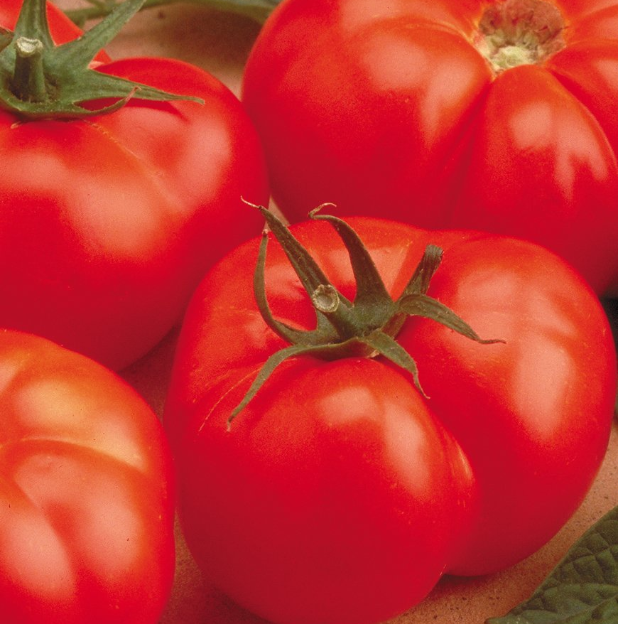 Beefmaster Tomato Plants for sale in Lebanon PA
