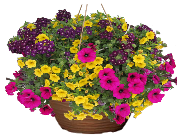 Bejewelled Petunia hanging basket flower mix for sale in Lebanon PA