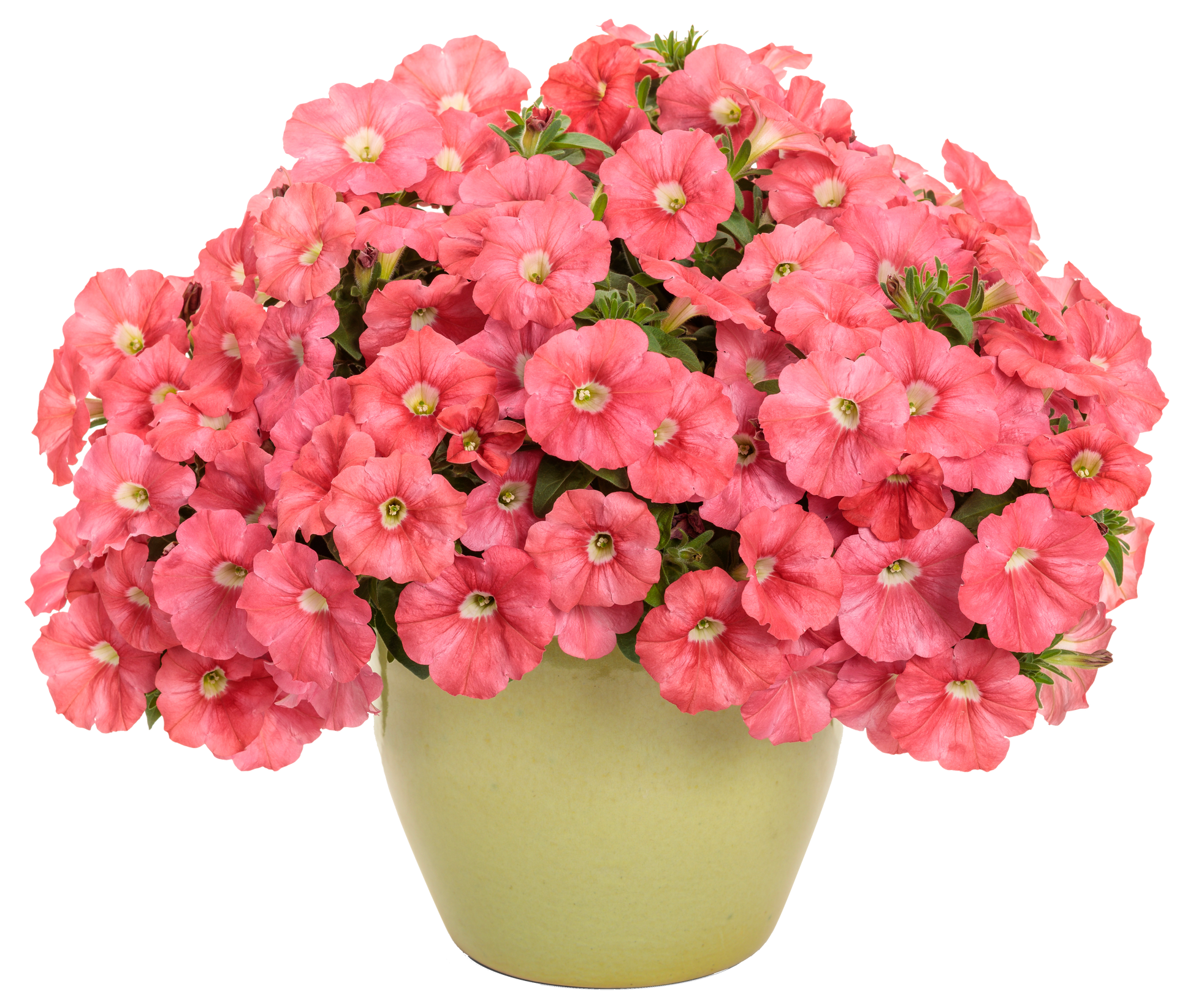 Proven Winner Petunia Supertunia Lovie Dovie flower for sale in Lebanon PA