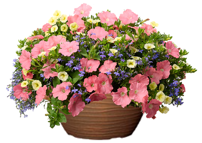 Bermuda Skies Petunia hanging basket flower mix for sale in Lebanon PA