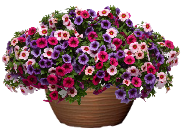 Calibrachoa Hanging Basket flowers for sale in Lebanon PA