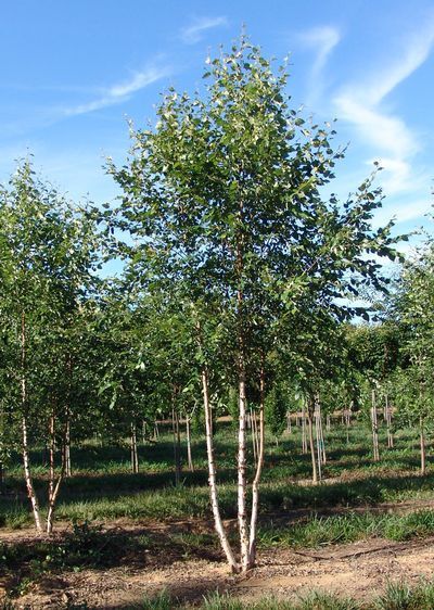 Betula nigra Dura Heat River Birch Tree for sale in Lebanon